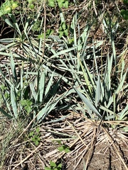 Yucca pallida