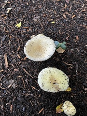 Amanita multisquamosa