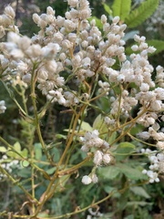 Pseudognaphalium californicum