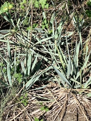 Yucca pallida