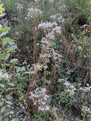 Pseudognaphalium californicum