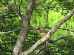 Nystalus maculatus