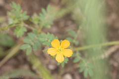 Kallstroemia parviflora