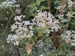 Pseudognaphalium californicum