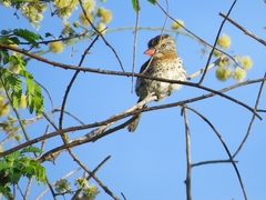 Nystalus maculatus