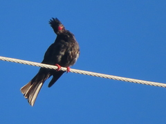 Hypsipetes leucocephalus