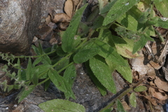 Stachys stebbinsii