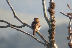 Nystalus maculatus