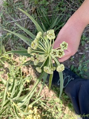 Asclepias asperula
