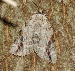 Catocala maestosa
