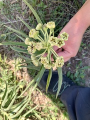 Asclepias asperula