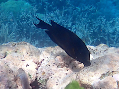 Ctenochaetus striatus