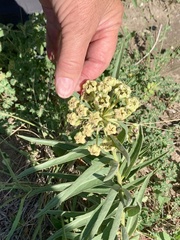 Asclepias asperula