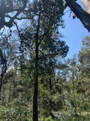 Brachychiton populneus
