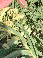 Asclepias asperula