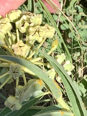 Asclepias asperula