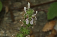 Stachys stebbinsii
