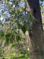 Brachychiton populneus