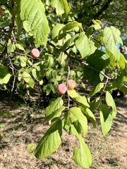 Prunus mexicana