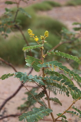 Senna notabilis