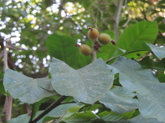 Alpinia uraiensis