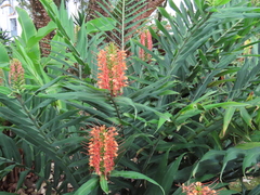 Hedychium coccineum