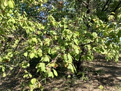 Prunus mexicana