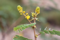 Senna notabilis