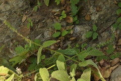 Stachys stebbinsii