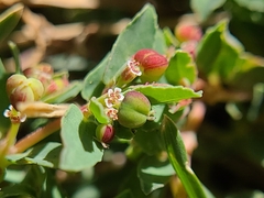 Euphorbia vermiculata