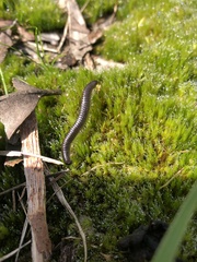 Ommatoiulus moreleti