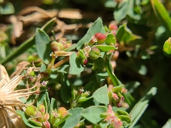 Euphorbia vermiculata