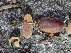 Epilamprinae