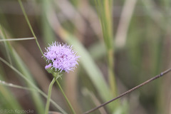 Conoclinium dissectum