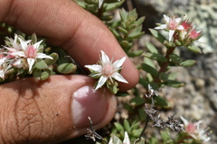 Sedum cockerellii