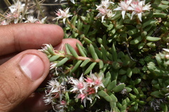 Sedum cockerellii