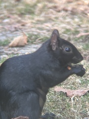 Sciurus carolinensis
