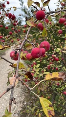 Malus prunifolia
