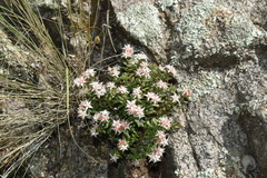 Sedum cockerellii