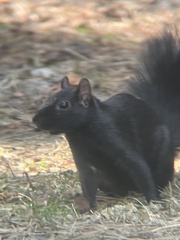 Sciurus carolinensis