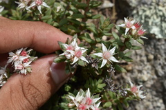 Sedum cockerellii