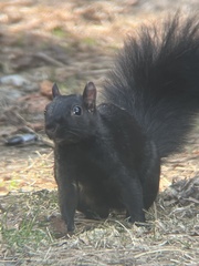 Sciurus carolinensis