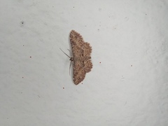 Cyclophora nanaria