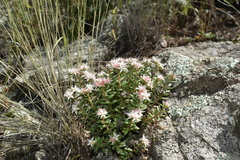 Sedum cockerellii