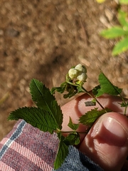 Rubus flagellaris