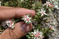 Sedum cockerellii