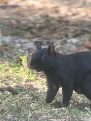 Sciurus carolinensis