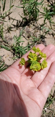 Euphorbia esula
