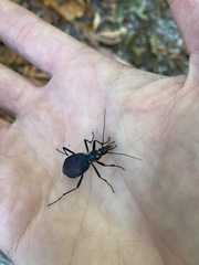 Scaphinotus angusticollis