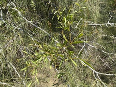 Loranthaceae